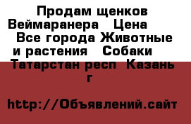 Продам щенков Веймаранера › Цена ­ 30 - Все города Животные и растения » Собаки   . Татарстан респ.,Казань г.